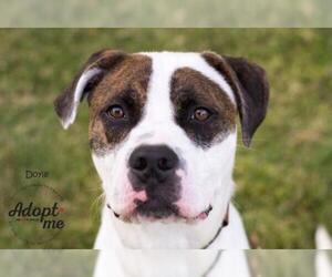 American Bulldog-Unknown Mix Dogs for adoption in Fremont, NE, USA