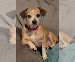 Beagle-Chihuahua Mix Dogs for adoption in Oakhurst, NJ, USA