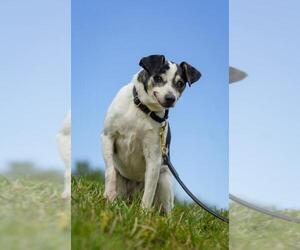 Rat Terrier Dogs for adoption in Gretna, NE, USA