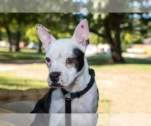 American Boston Bull Terrier Dogs for adoption in Arlington, TX, USA