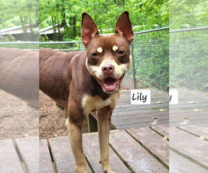 Mutt Dogs for adoption in Ellijay, GA, USA