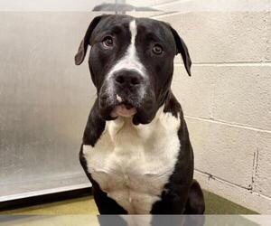 American Pit Bull Terrier-Unknown Mix Dogs for adoption in Moreno Valley, CA, USA