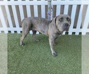 Mutt Dogs for adoption in Modesto, CA, USA