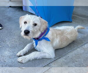 Mutt Dogs for adoption in Newport Beach, CA, USA