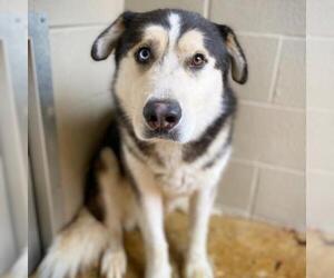 Siberian Husky Dogs for adoption in Fredericksburg, TX, USA