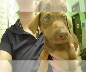 Labrador Retriever-Unknown Mix Dogs for adoption in Tulsa, OK, USA