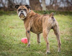 Olde Bulldog Dogs for adoption in Walnutport, PA, USA