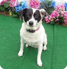 Jack-A-Bee Dogs for adoption in Poughkeepsie, GA, USA