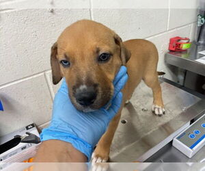 German Shepherd Dog-Unknown Mix Dogs for adoption in San Bernardino, CA, USA