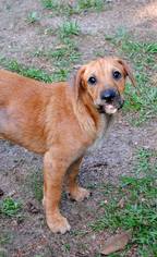 Medium Photo #1 Beagle-Unknown Mix Puppy For Sale in Wetumpka, AL, USA