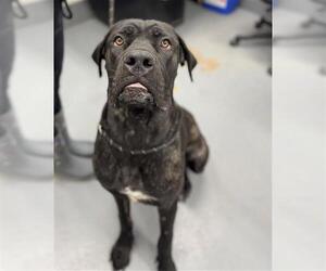 Mutt Dogs for adoption in Peoria, IL, USA