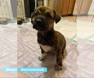 American Staffordshire Terrier-Unknown Mix Dogs for adoption in Wenonah, NJ, USA