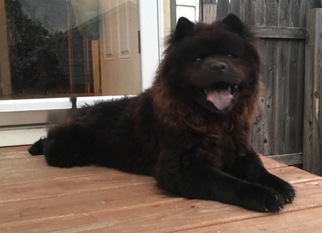 Chow Chow Dogs for adoption in Landenberg, PA, USA