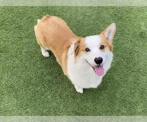 Pembroke Welsh Corgi Dogs for adoption in Orange, CA, USA