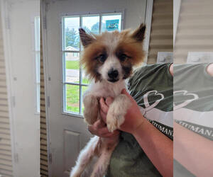 Pomimo Dogs for adoption in Linton, IN, USA