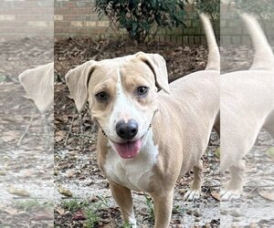 Beagle-Unknown Mix Dogs for adoption in Ocean Springs, MS, USA
