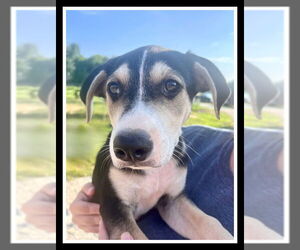 Borador Dogs for adoption in Mt. Laurel, NJ, USA