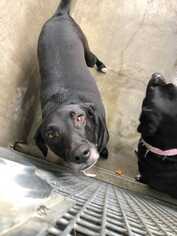 Labrador Retriever-Unknown Mix Dogs for adoption in Sylmar, CA, USA