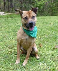 Akita-Unknown Mix Dogs for adoption in Mocksville, NC, USA