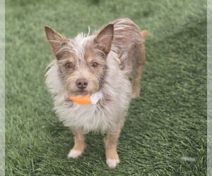Cairn Terrier-Unknown Mix Dogs for adoption in Lakewood, CO, USA