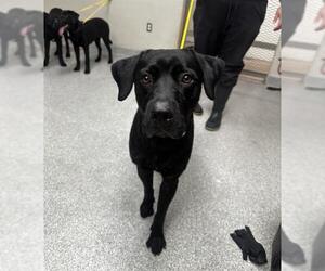 Labrador Retriever Dogs for adoption in Pasadena, TX, USA