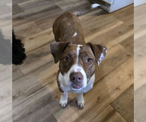 Pembroke Welsh Corgi-Unknown Mix Dogs for adoption in Farmington, MN, USA