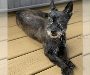 Cairn Terrier Dogs for adoption in SAINT CHARLES, IL, USA