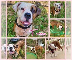 Bulloxer Dogs for adoption in Blacksburg, SC, USA