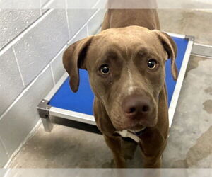 Labrador Retriever-Unknown Mix Dogs for adoption in Tavares, FL, USA