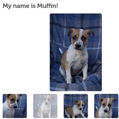 Medium Photo #1 Boxador Puppy For Sale in Williston, VT, USA