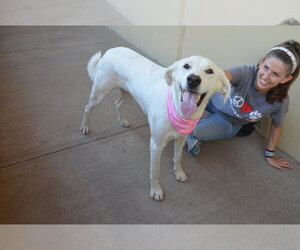Labrador Retriever-Unknown Mix Dogs for adoption in McKinney, TX, USA