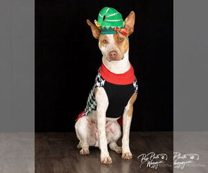 Mutt Dogs for adoption in Claremore, OK, USA