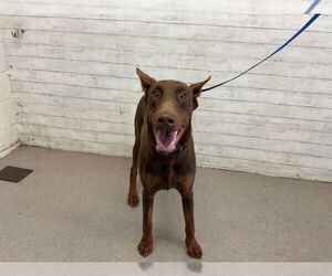 Doberman Pinscher Dogs for adoption in San Bernardino, CA, USA