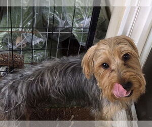Mutt Dogs for adoption in Spring, TX, USA