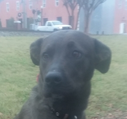 Medium Photo #1 Boxador Puppy For Sale in Winder, GA, USA