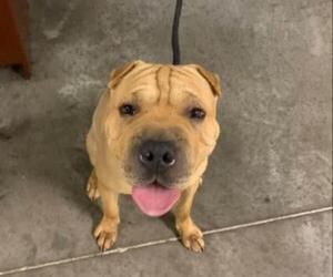 Chinese Shar-Pei Dogs for adoption in Terre Haute, IN, USA