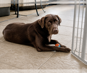 Labrador Retriever Dogs for adoption in Clovis, CA, USA