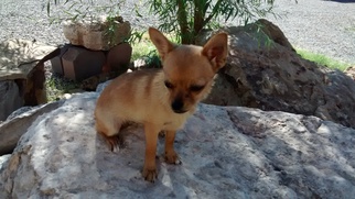 Chiranian Dogs for adoption in Albuquerque, NM, USA