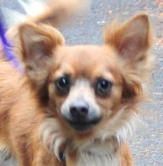 Chiranian Dogs for adoption in Vernonia, OR, USA