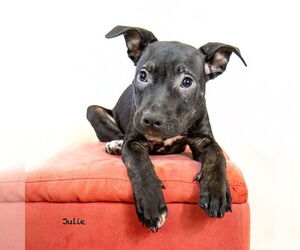 Plott Hound-Unknown Mix Dogs for adoption in Hot Springs Village, AR, USA