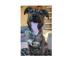 Mountain Cur-Unknown Mix Dogs for adoption in Boston, MA, USA