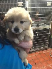 Golden Retriever Dogs for adoption in SHERBURNE, NY, USA