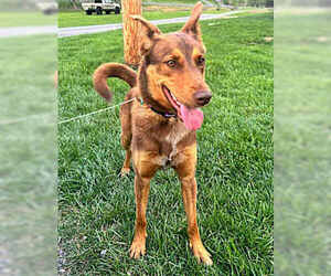 Doberman Pinscher-German Shepherd Dog Mix Dogs for adoption in Westminster, MD, USA
