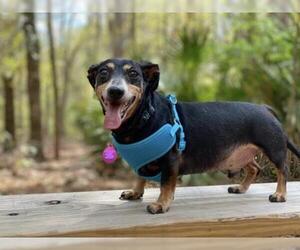 Dachshund Dogs for adoption in Savannah, GA, USA