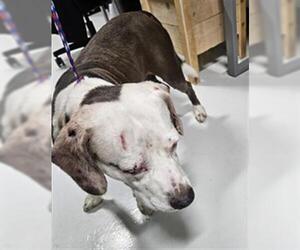 Beagle-Unknown Mix Dogs for adoption in Temple, TX, USA