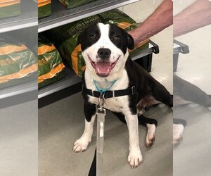 Bulldog-Labrador Retriever Mix Dogs for adoption in Graniteville, SC, USA