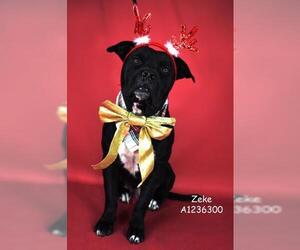 Mutt Dogs for adoption in Bakersfield, CA, USA