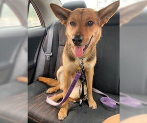 Carolina Dog-German Shepherd Dog Mix Dogs for adoption in Chandler, AZ, USA