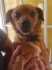 Chiweenie Dogs for adoption in Clarkston, MI, USA
