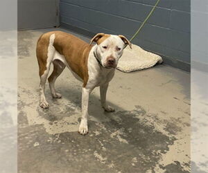 American Staffordshire Terrier-Unknown Mix Dogs for adoption in Tallahassee, FL, USA